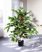 FICUS VARIEGATA 90cm 19397(b) (3)