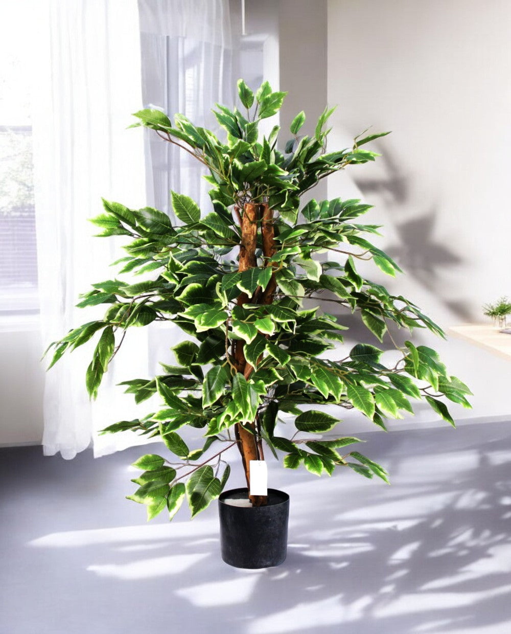FICUS VARIEGATA 90cm 19397(b) (3)