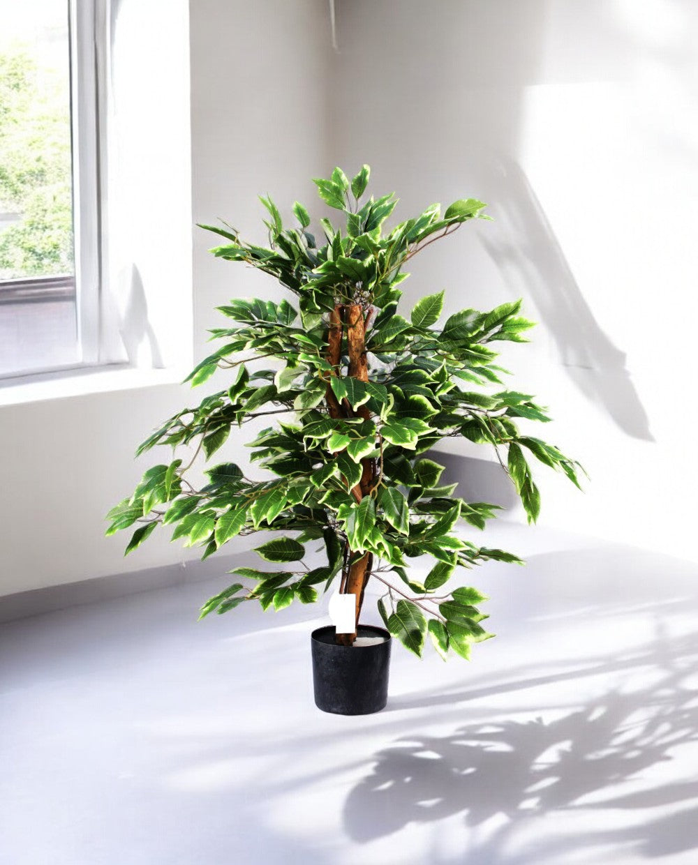 FICUS VARIEGATA 90cm 19397(c) (3)