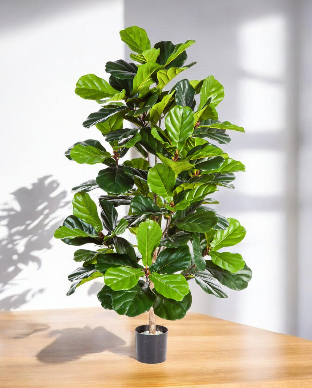 Ficus Lyrata Bush 130cm 8FILYBU10 (3)