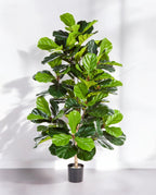 Ficus Lyrata Bush 130cm 8FILYBU10