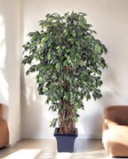 Ficus Liana Branched 210cm 8FW31507N (2)