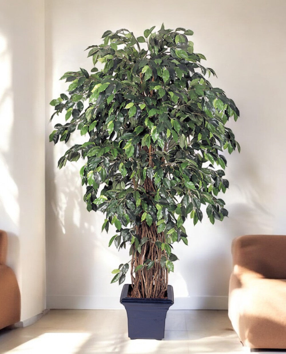 Ficus Liana Branched 210cm 8FW31507N (2)