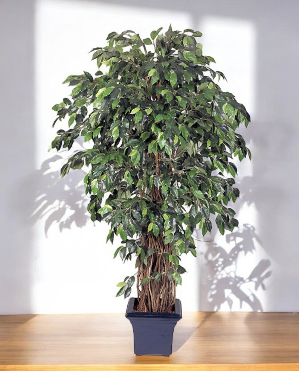 Ficus Liana Branched 210cm 8FW31507N (3)