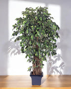 Ficus Liana Branched 210cm 8FW31507N (3)