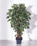 Ficus Liana Branched 210cm 8FW31507N