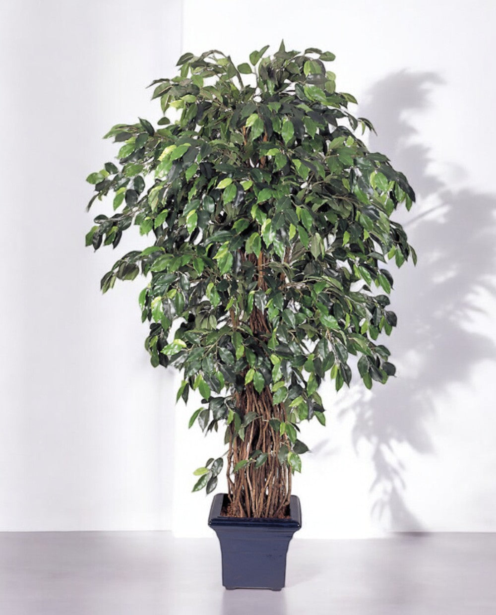 Ficus Liana Branched 210cm 8FW31507N