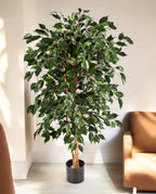 Ficus Nitida Exotica Branched 180cm 8FW30205N (2)