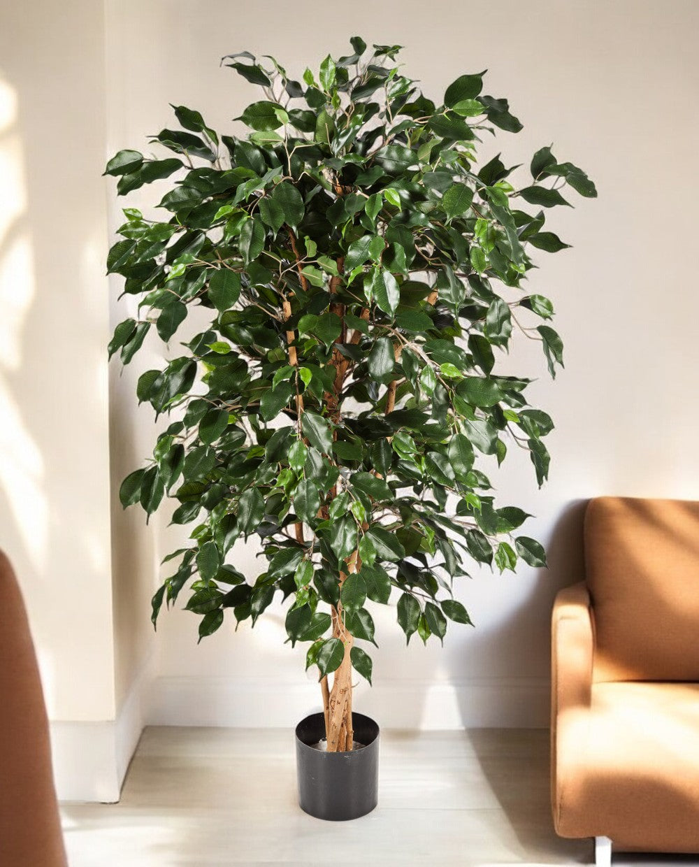 Ficus Nitida Exotica Branched 180cm 8FW30205N (2)
