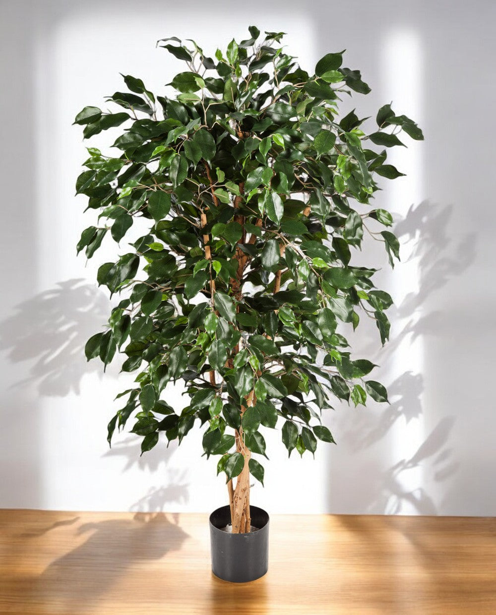 Ficus Nitida Exotica Branched 180cm 8FW30205N (3)