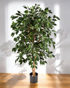 Ficus Nitida Exotica Branched 180cm 8FW30205N (3)