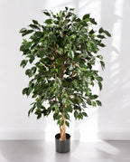 Ficus Nitida Exotica Branched 180cm 8FW30205N