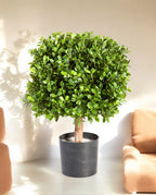 Buxus Square 45cm 8BUXUSS10 (2)