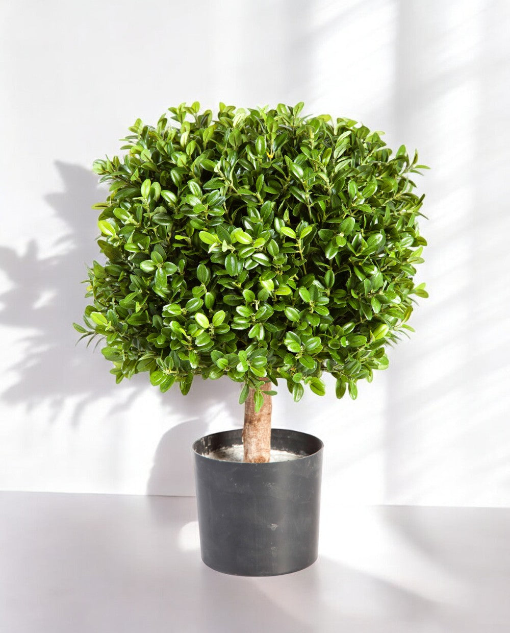 Buxus Square 45cm 8BUXUSS10