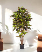 Croton Exellent Branched 120cm 8CREXVT10 (2)
