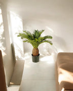 Cycas Tuft 65cm 8CYCARS65 (2)