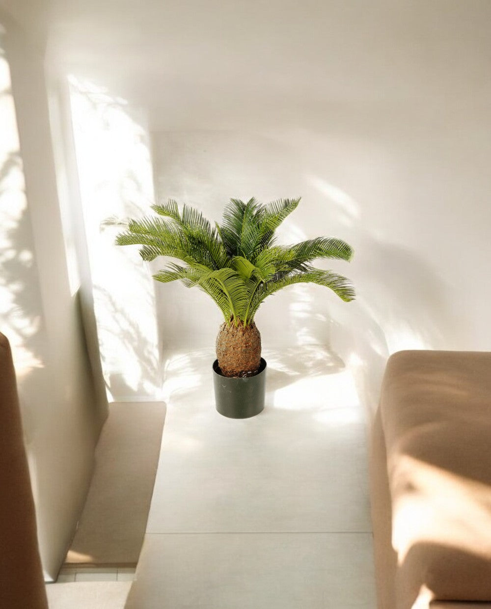 Cycas Tuft 65cm 8CYCARS65 (2)