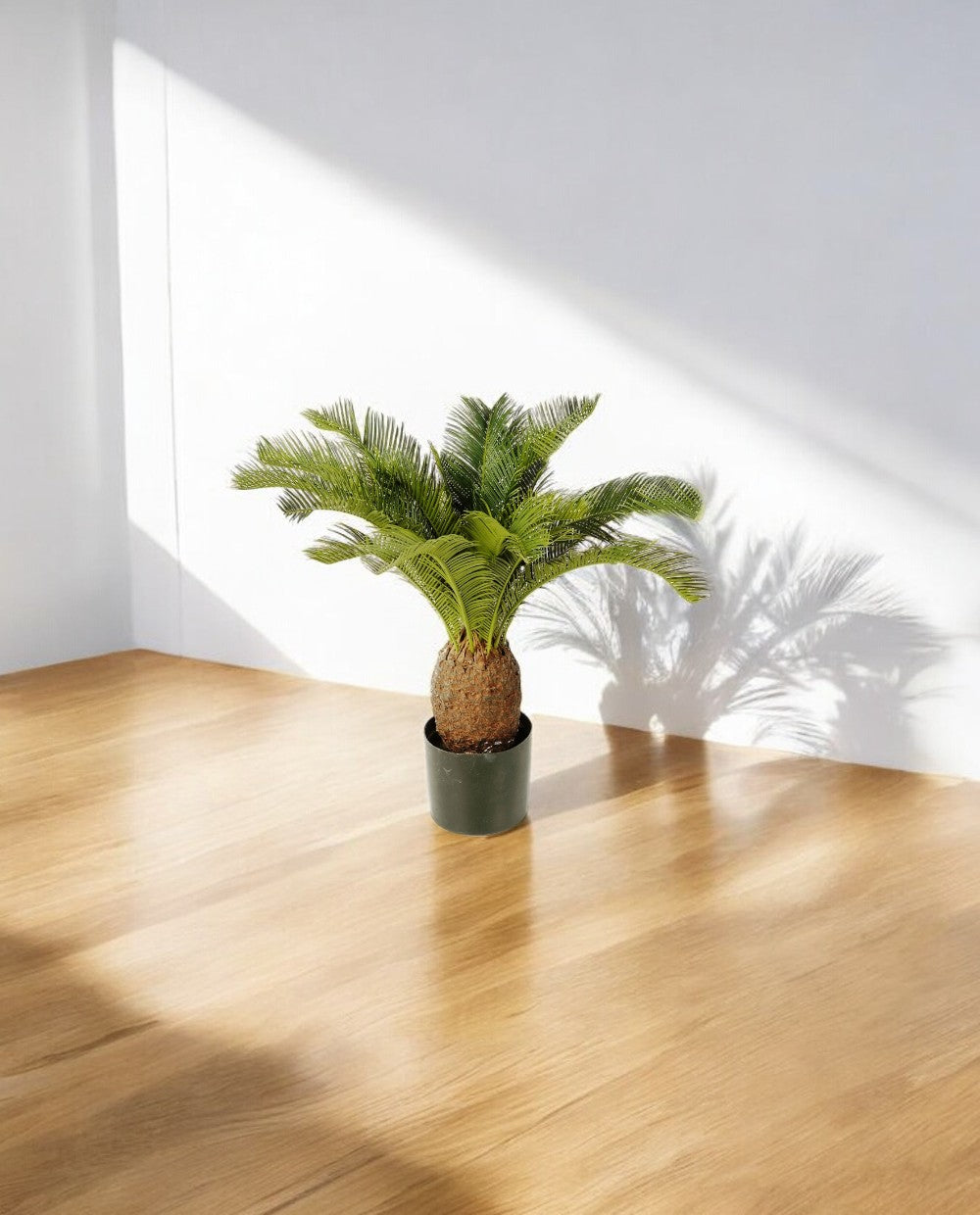 Cycas Tuft 65cm 8CYCARS65 (3)