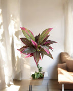 Cordyline Red_Green Bush 30cm 8FW01080R (2)