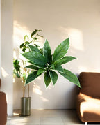 Cordyline Bush 30cm 8FW01080V (2)