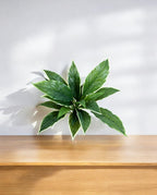 Cordyline Bush 30cm 8FW01080V (3)