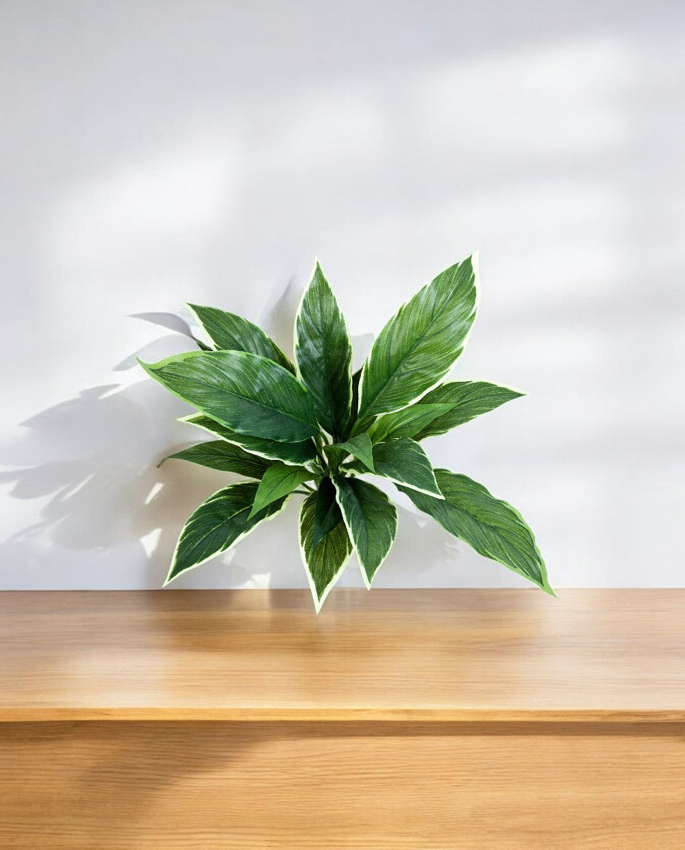 Cordyline Bush 30cm 8FW01080V (3)