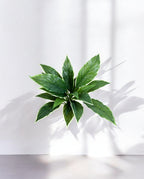Cordyline Bush 30cm 8FW01080V