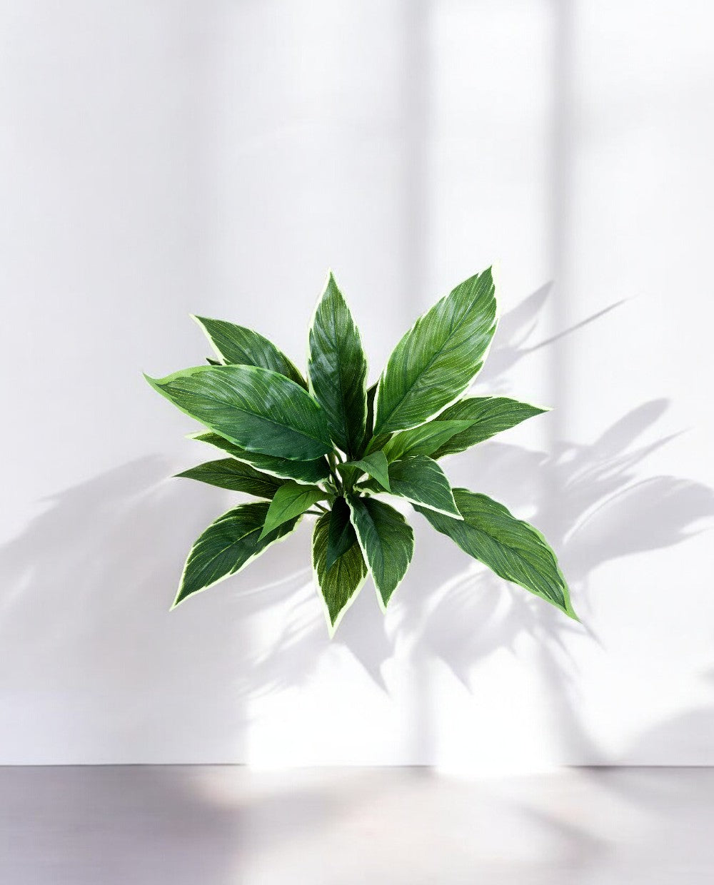 Cordyline Bush 30cm 8FW01080V