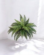 Fern Bush 80cm 8FW01327N