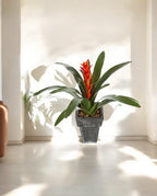 Guzmania Continental Tuft 47cm 8FW1075R (2)