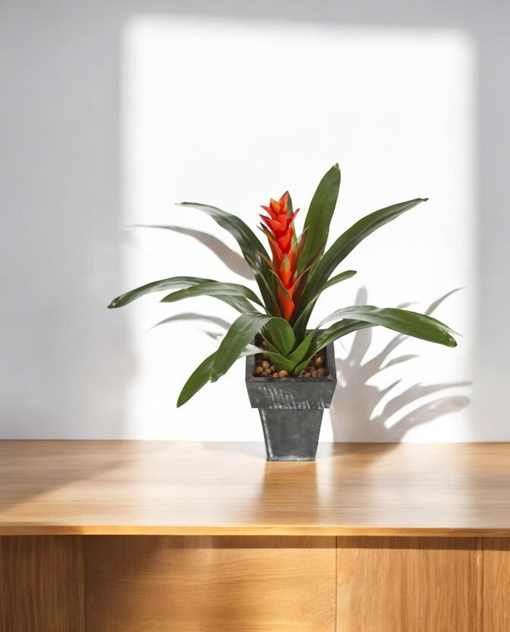 Guzmania Continental Tuft 47cm 8FW1075R (3)