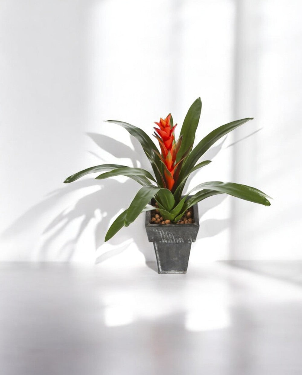 Guzmania Continental Tuft 47cm 8FW1075R