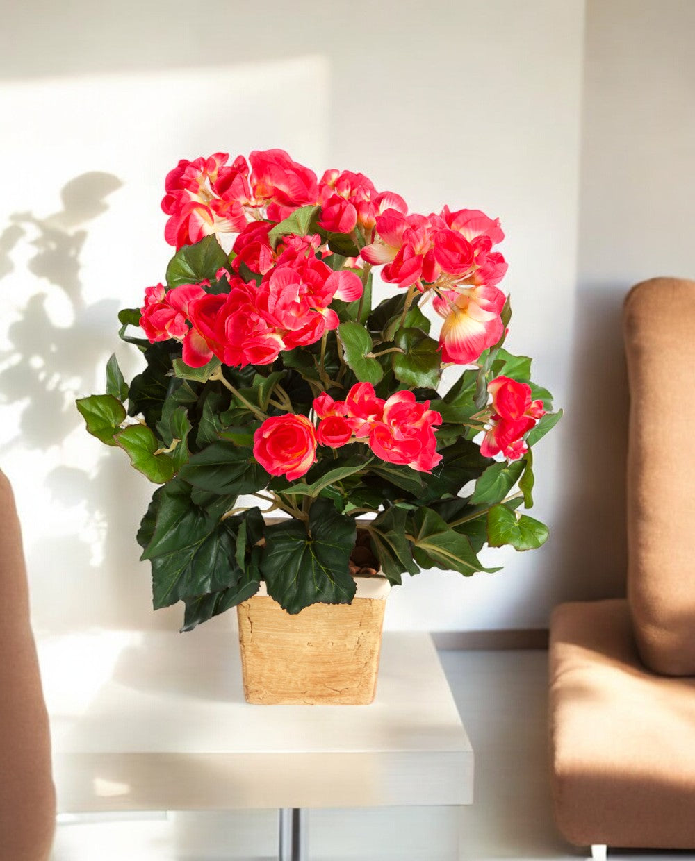 Begonia Bush Beauty 20cm 8FW1087B (2)