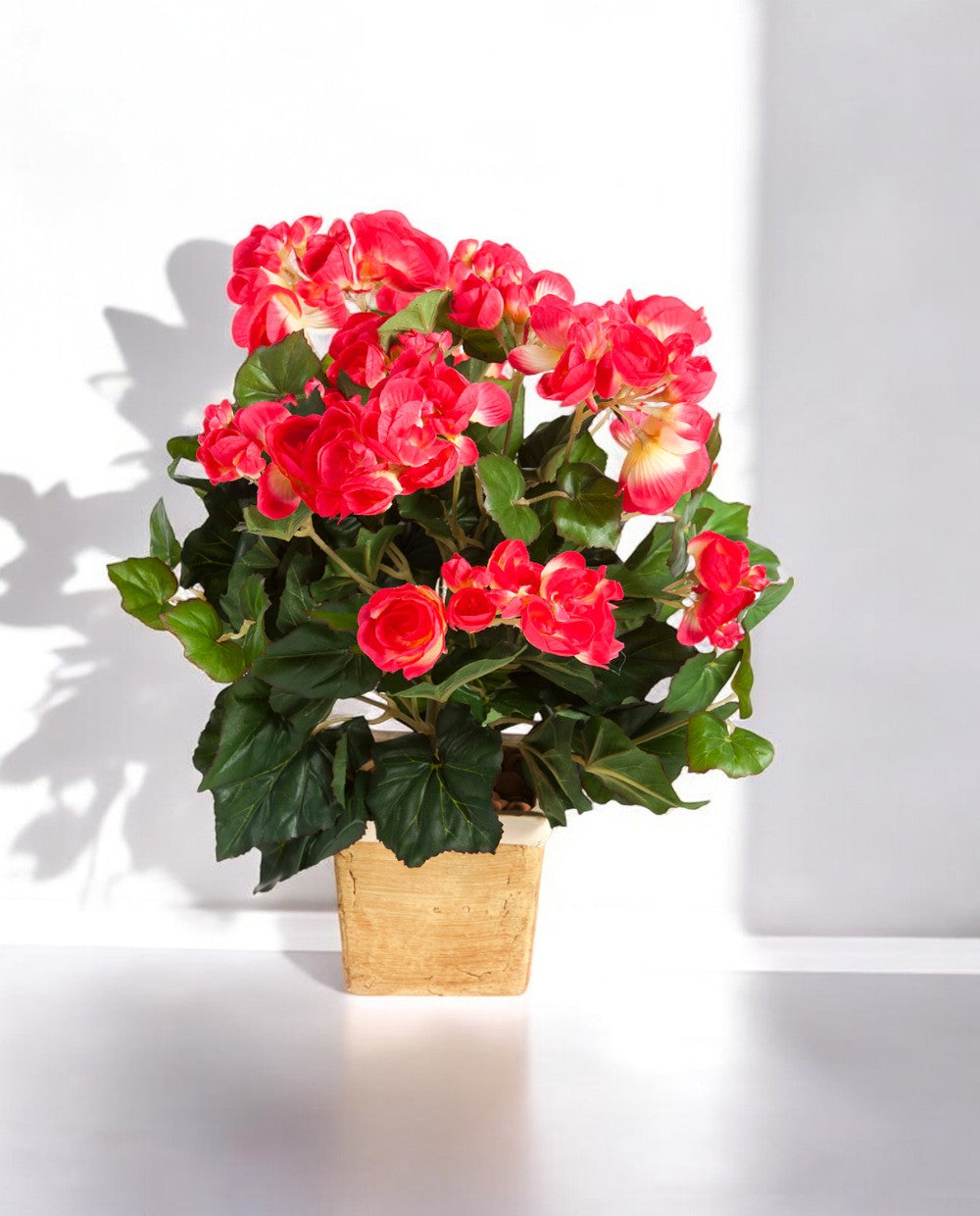 Begonia Bush Beauty 20cm 8FW1087B