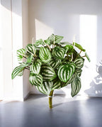 Watermelon Bush 20cm 8FW1098N (2)