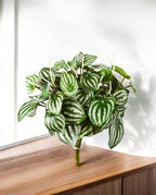 Watermelon Bush 20cm 8FW1098N (3)