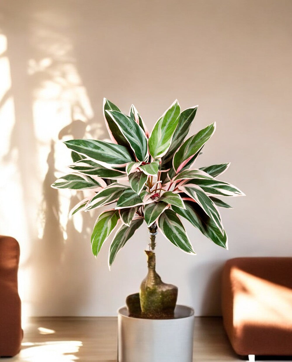 Cordyline Bush 48cm 8FW1116N (2)