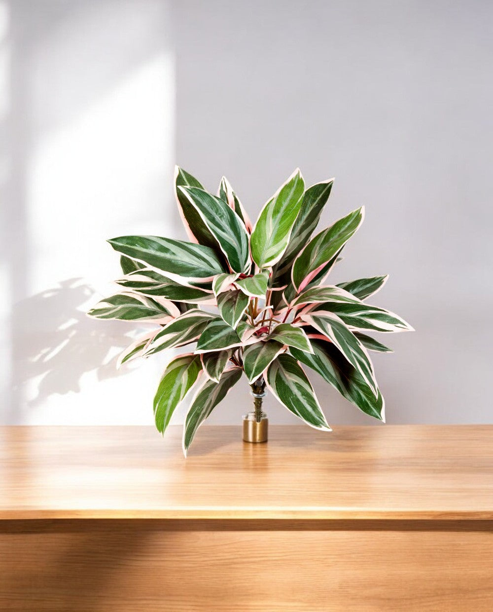 Cordyline Bush 48cm 8FW1116N (3)