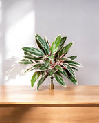 Cordyline Bush 48cm 8FW1116N (3)