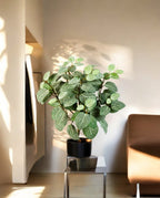 Fittonia 35cm 8FW1067N (2)