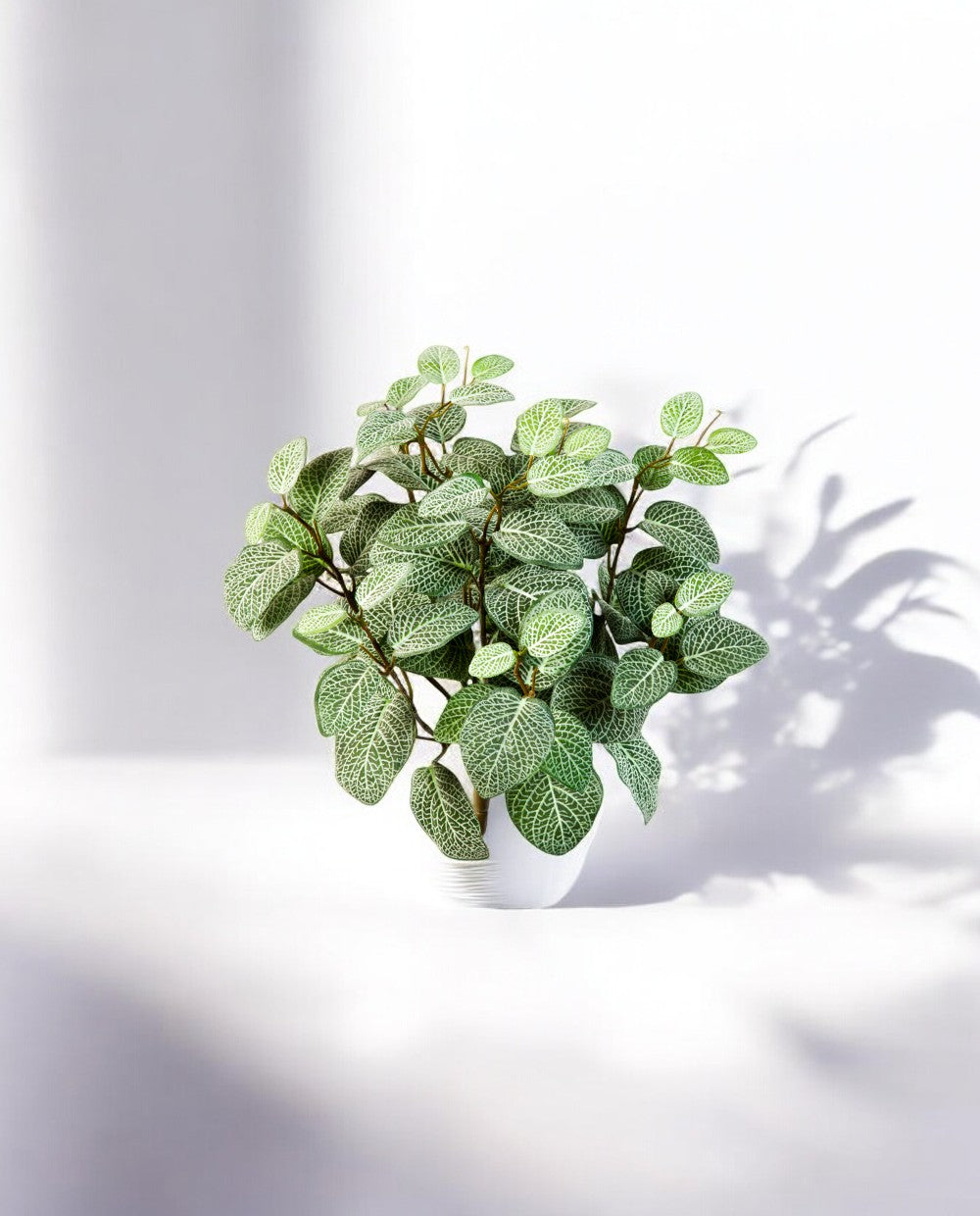 Fittonia 35cm 8FW1067N
