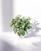 Fittonia 35cm 8FW1067N