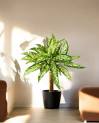 Aglaonema Bush 48cm 8FW1118N (2)
