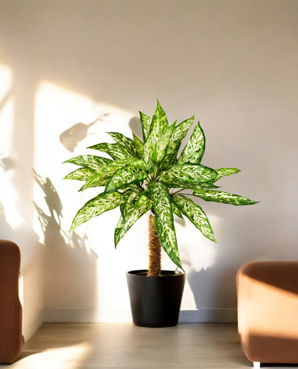 Aglaonema Bush 48cm 8FW1118N (2)