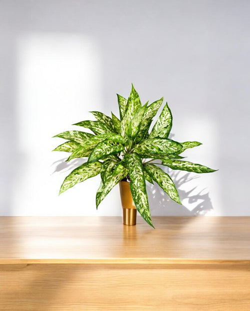 Aglaonema Bush 48cm 8FW1118N (3)