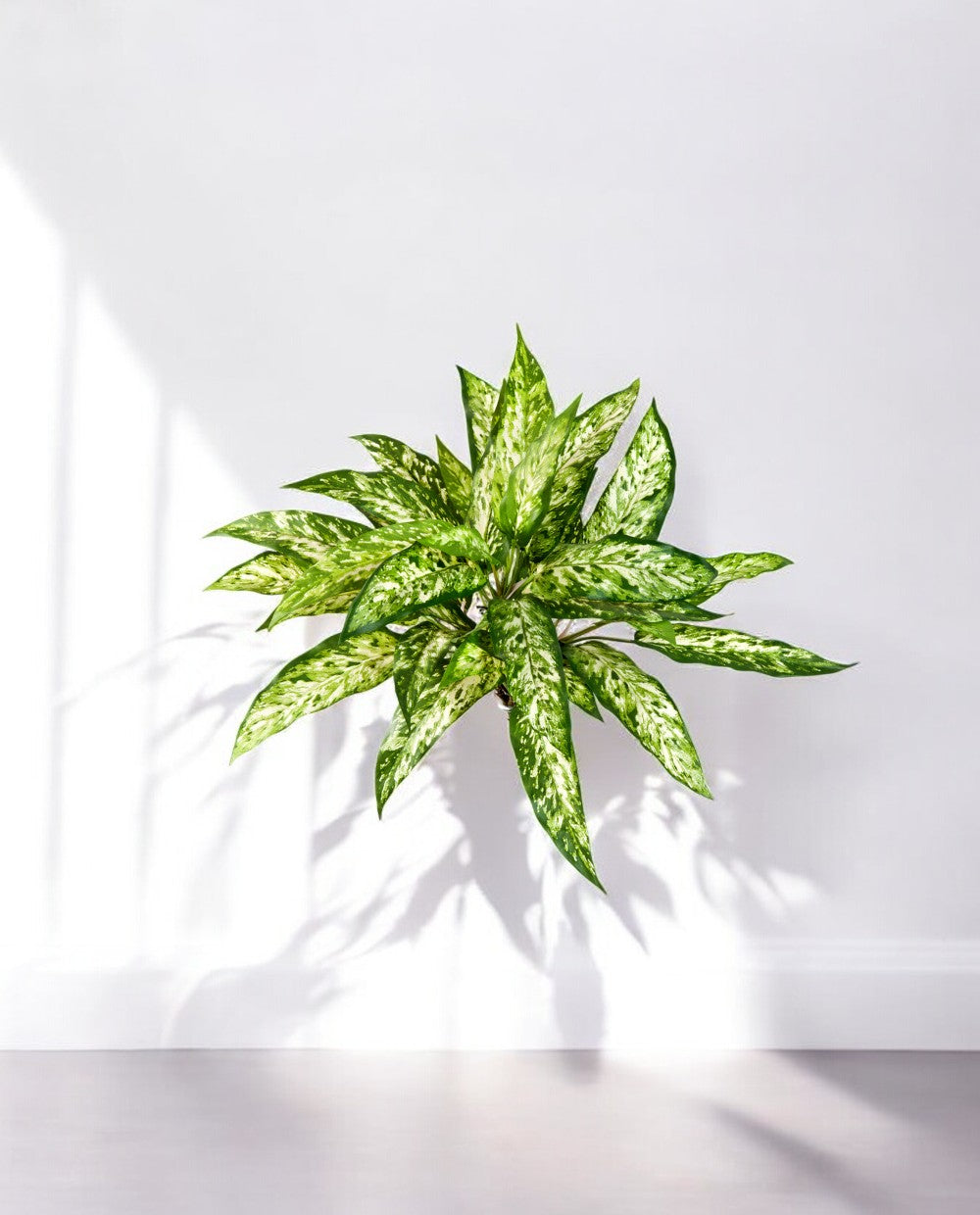 Aglaonema Bush 48cm 8FW1118N