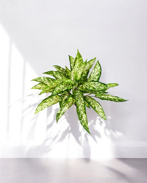 Aglaonema Bush 48cm 8FW1118N