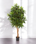 Croton Goldfinger Branched 155cm 8FW37405N