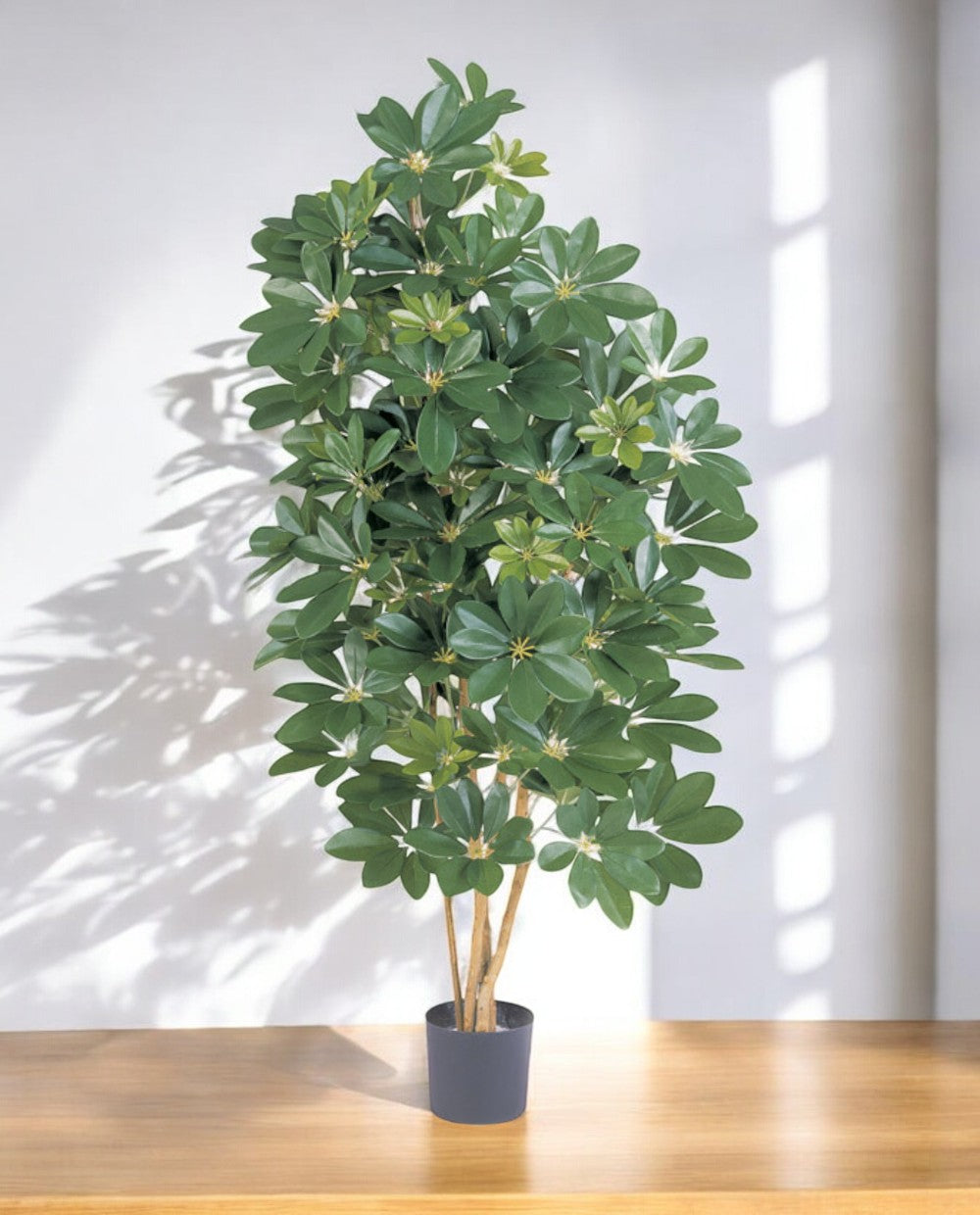 8FW38505N-Natural Schefflera 140 (3)