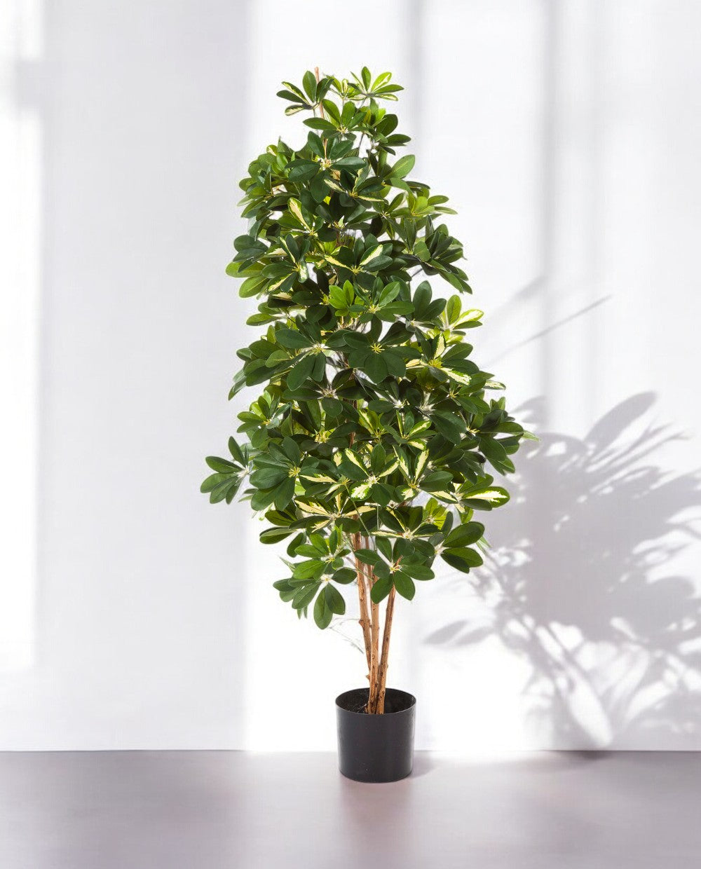 8FW38505NW-Natural Schefflera Var.140